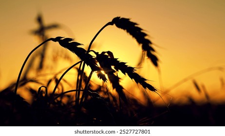 Yellow wheat field, ears of wheat sway opposite sun. Ripe wheat harvest. Growing grain. Closeup silhouette of ears of grain swaying wind. Ripening wheat field on summer evening. Agricultural industry - Powered by Shutterstock