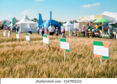 Yellow wheat field with sort nameplates. Growing crops and cereal production. Presentation at an agricultural fair. - Powered by Shutterstock