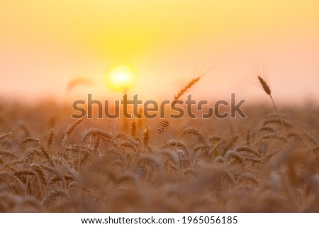 The yellow wheatfield at Sunset, shallow depth of field, Israel,  Ears of wheat close up