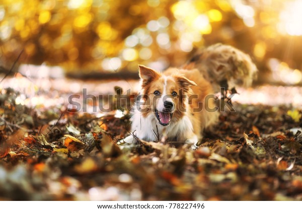 Yellow White Border Collie Dog Playing Stock Photo Edit Now