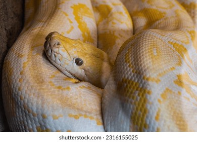 El pitón amarillo y blanco birmano se enroscó sobre sí mismo con la cabeza sobresaliendo. Python bivittatus.