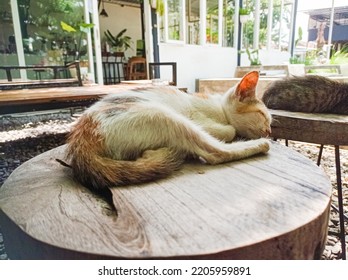 A Yellow White Cat Sleeping On A Wooden Chair In A Coffee Café