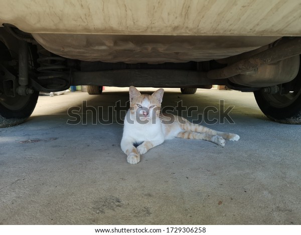 Yellow and white cat under\
the car.