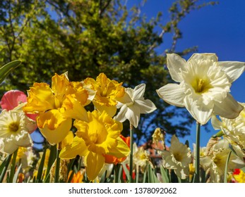 Yellow And White Daffodil, Blue Sky