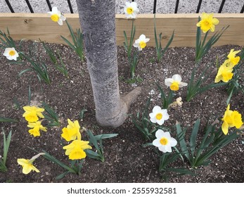 Yellow and white daffodils blooming in a tree bed in Harlem, Manhattan, New York City - Powered by Shutterstock