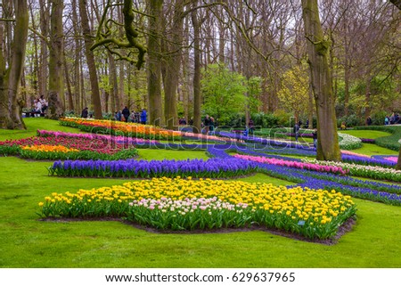 Yellow and white daffodils in Keukenhof park, Lisse, Holland, Netherlands
