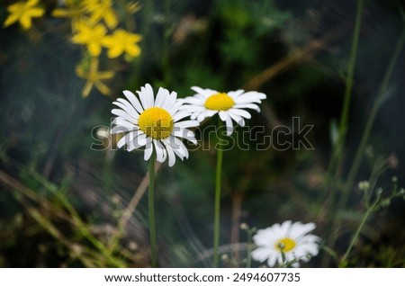 Similar – Image, Stock Photo camomile bush Fragrance