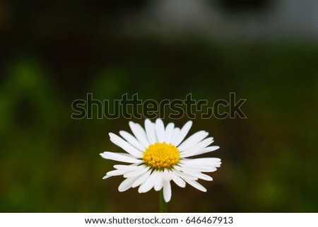 Similar – daisies Colour photo