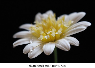 Yellow And White Flower On A Black Back Drop