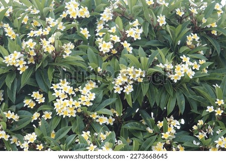 Yellow and white flowers on a Wild frangipani tree. Plumeria alba