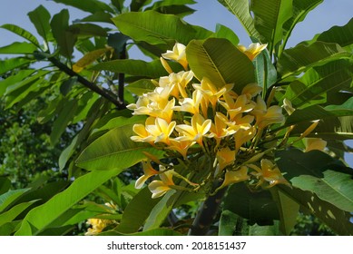 Yellow white frangipani tropical flower, plumeria flower blooming on tree with green leaves, usually used to spa flower. in indonesia the name is kamboja flowers 