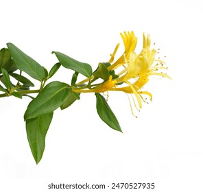 Yellow and White Honeysuckle Flowers, Lonicera japonica Thunb, Japanese honeysuckle, isolated on white - Powered by Shutterstock