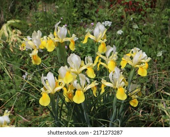 Yellow and White Iris Flowers in bloom