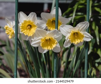 Yellow And White Large Cupped Daffodil Slim Whitman Flower In Garden On A Blurred Background.