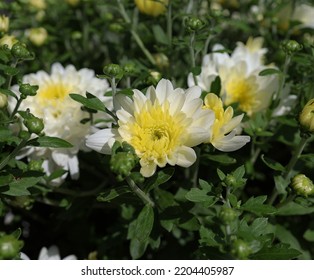 Yellow White Mum Flower, Late Summer Season