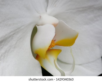 Yellow And White Orchid Close Up