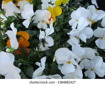 Yellow and white pansies in full bloom