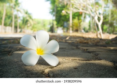 299,014 Plumeria Images, Stock Photos & Vectors | Shutterstock