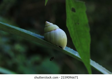 A Yellow And  White Snail(Achatinidae) On A Pineapple Leafplant, Close-up Photo