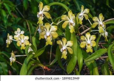 Vanda Denisoniana の画像 写真素材 ベクター画像 Shutterstock