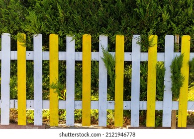 Yellow and white wooden fence in front of Cupressocyparis leylandii plant. wooden fence