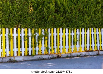Yellow and white wooden fence in front of Cupressocyparis leylandii plant. wooden fence