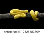 Yellow white-lipped pit viper in black background