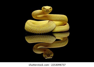 Yellow White-lipped Pit Viper isolated on black background, yellow viper snake reflections on black, Trimeresurus insularis - Shutterstock ID 2253098737