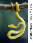 The Yellow White-lipped Pit Viper (Trimeresurus insularis) closeup on branch with black background, Yellow White-lipped Pit Viper closeup, Indonesian viper snake