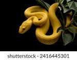 The Yellow White-lipped Pit Viper (Trimeresurus insularis) closeup on branch with black background, Yellow White-lipped Pit Viper closeup