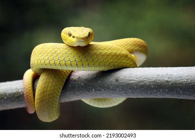 6,380 Leaf viper Images, Stock Photos & Vectors | Shutterstock