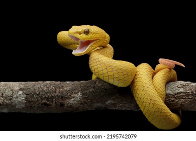 The Yellow White-lipped Pit Viper (Trimeresurus insularis) closeup on branch with black background, Yellow White-lipped Pit Viper closeup - Shutterstock ID 2195742079