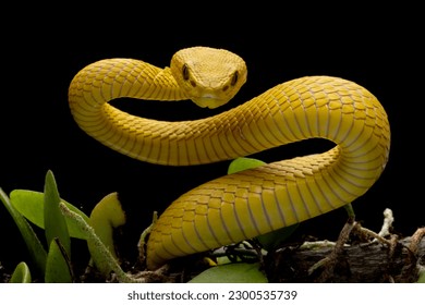 The Yellow White-lipped Pit Viper (Trimeresurus insularis) closeup on branch with black background, Yellow White-lipped Pit Viper closeup - Shutterstock ID 2300535739