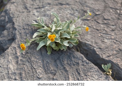 Yellow Wild Flowers Growing in a rock crack. Horizontal shot