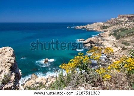 Yellow wild flowers on the walking Trail in Malta with the view of a gorgeous stunning Mediterranean coast beach with azure turquoise water