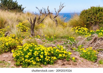 Yellow wild flowers in the Phillip Island Nature Park - Phillip Island, Victoria, Australia