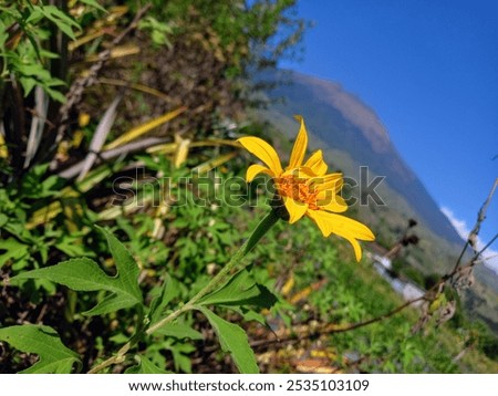 Similar – Foto Bild Wildblumen im Kornfeld