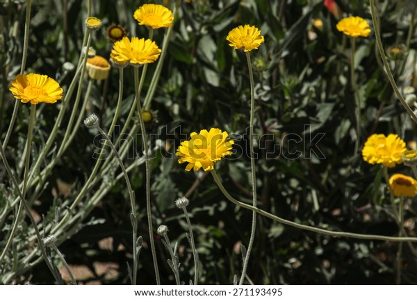 Yellow wild Spring flower, Desert Marigold, with\
many rays in springtime field/Yellow Springtime  Wildflower with\
Center Disk and Abundant Rays in Meadow/Wildflower with yellow\
petals during Spring