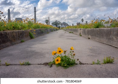 Yellow Wildflower Growing In A Crack In The Sidewalk Of Cemetery