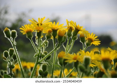 Yellow wildflowers bloom under a cloudy sky in a serene natural setting - Powered by Shutterstock