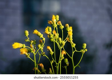 Yellow wildflowers blooming against a blurred backdrop. Vibrant yellow flowers illuminated by sunlight, close-up view, low-angle composition, neutral background, showcasing natural beauty and simplici - Powered by Shutterstock