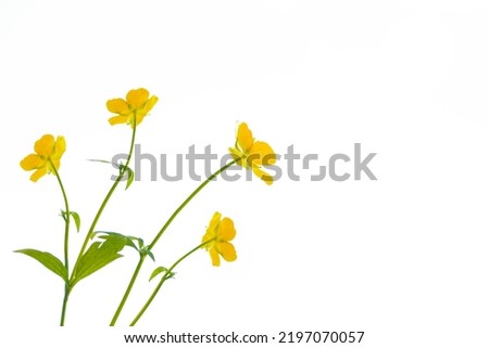 Yellow wildflowers buttercup isolated on white background. flower Ranunculus acris