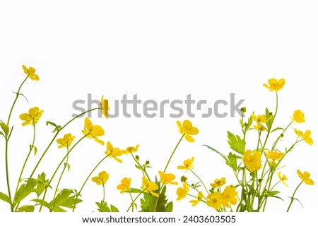 Yellow wildflowers buttercup isolated on white background. flower Ranunculus acris