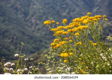 Yellow Wildflowers In The Los Angeles County Mountains.