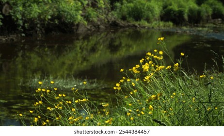 Yellow wildflowers of meadow buttercups blooming on the banks of a calm river, surrounded by lush greenery on a sunny summer, windy day. Shallow depth close-up view with blurry background. - Powered by Shutterstock