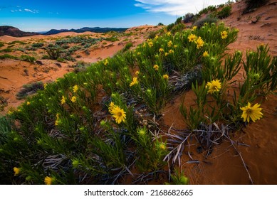 Yellow wildflowers (Mules Ears) blooming in Coral Pink Sand Dunes.  These flowers make a bold statement in the desert landscape.