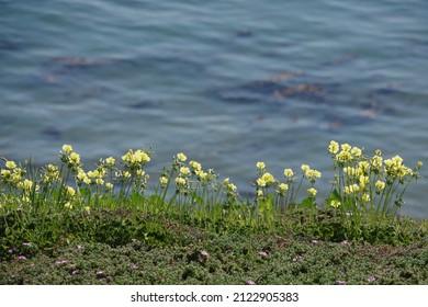 Yellow Wildflowers On The Bluffs Along The Southern California Pacific Ocean Shore