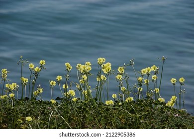 Yellow Wildflowers On The Bluffs Along The Southern California Pacific Ocean Shore