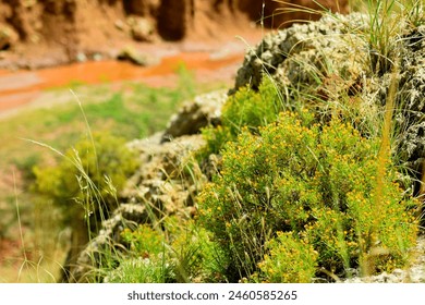 Yellow wildflowers rock and rainwater - Powered by Shutterstock