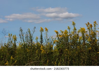 Yellow Wildflowers In Rural Missouri.